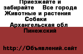 Приезжайте и забирайте. - Все города Животные и растения » Собаки   . Архангельская обл.,Пинежский 